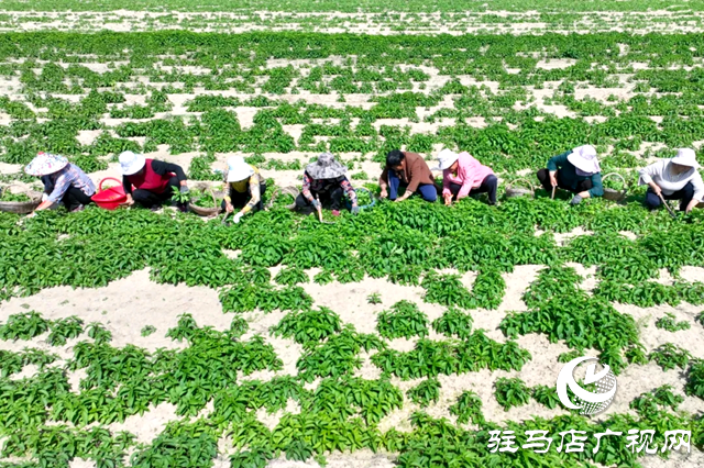 汝南縣：特色產(chǎn)業(yè)擘畫(huà)增收致富新圖景