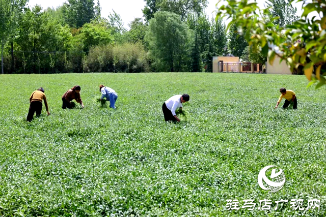 汝南縣：特色產(chǎn)業(yè)擘畫(huà)增收致富新圖景