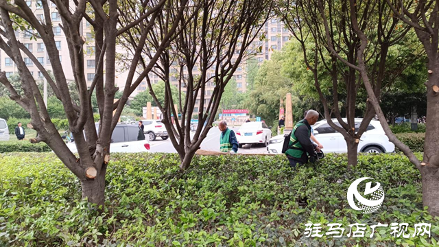 駐馬店：修剪茂盛樹(shù)木 消除視線盲區(qū)