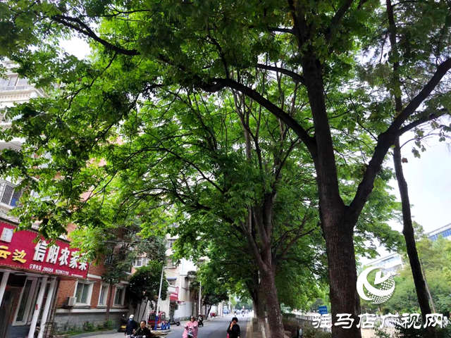 晴天大樹(shù)落“雨滴” 原來(lái)是它在作祟