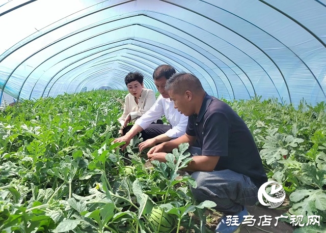 王艷芳：發(fā)展設施農業(yè) 讓村民腰包“鼓起來”
