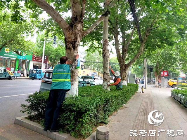駐馬店經(jīng)濟開發(fā)區(qū)數(shù)字城管指揮中心：協(xié)調(diào)處置病蟲災(zāi)害 增添城市綠色底蘊