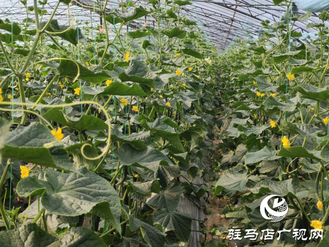 驛城區(qū)水屯鎮(zhèn)：黃瓜喜豐收 農(nóng)戶笑開(kāi)顏