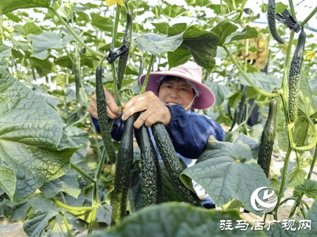 驛城區(qū)水屯鎮(zhèn)：黃瓜喜豐收 農(nóng)戶笑開(kāi)顏