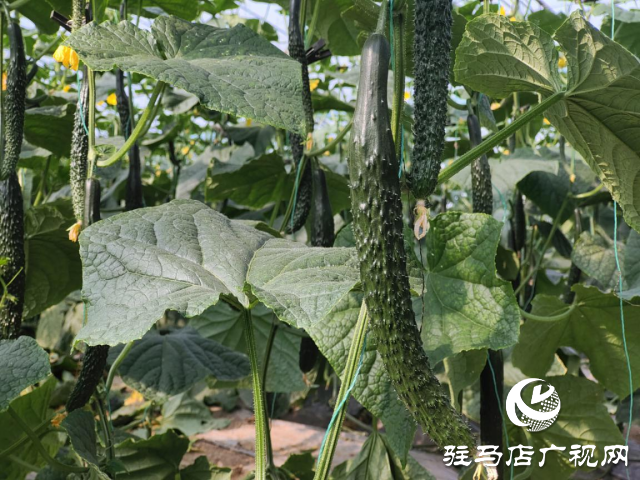 驛城區(qū)水屯鎮(zhèn)：黃瓜喜豐收 農(nóng)戶笑開(kāi)顏