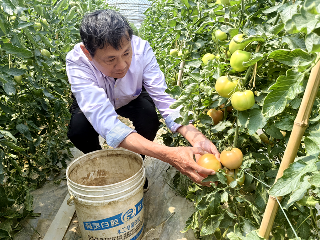 新蔡縣頓崗鄉(xiāng)楊寨村：特色番茄種植助農增收