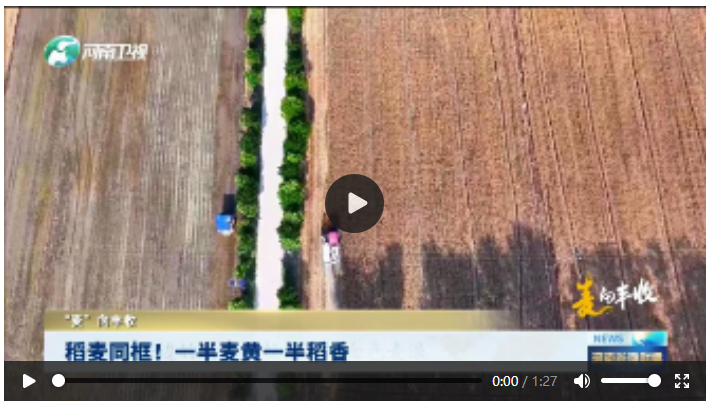稻麥同框！一半麥黃一半稻香|“麥”向豐收