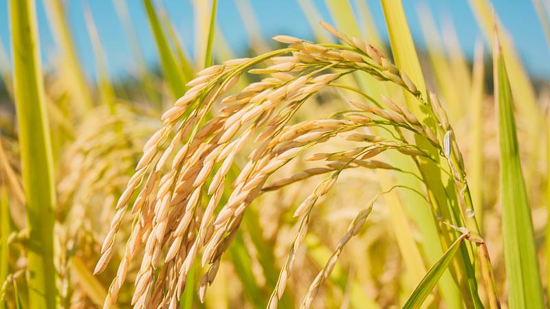 涉及快遞包裝、糧食安全 6月起這些新規(guī)將施行