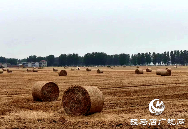 平輿縣十字路鄉(xiāng)：多種舉措扛穩(wěn)“肩頭責(zé)” 全力打好“夏收”主動仗