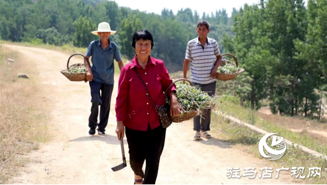 泌陽(yáng)縣：山鄉(xiāng)開(kāi)遍“草藥花”