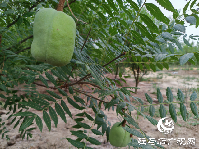 平輿縣高楊店鎮(zhèn)洼李村：堅持黨建引領 讓鄉(xiāng)村振興之路越走越寬