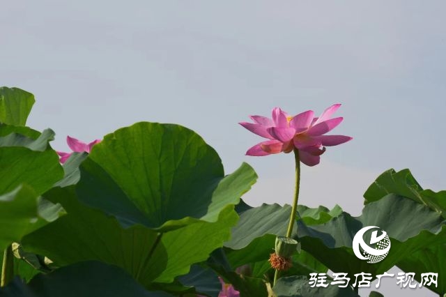 西平縣嫘祖河畔：接天蓮葉無(wú)窮碧