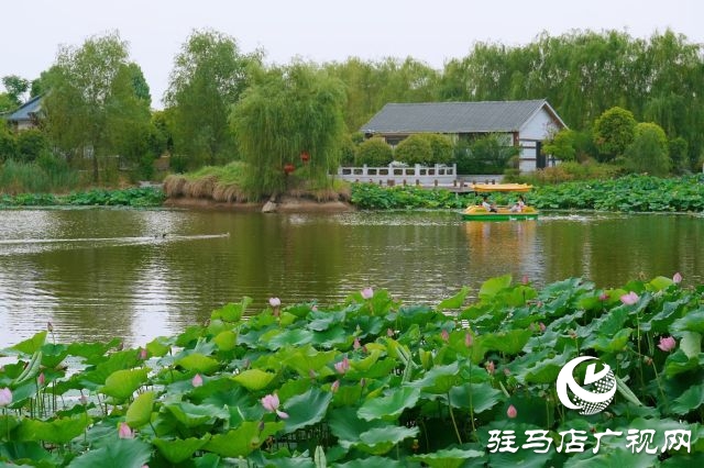 西平縣嫘祖河畔：接天蓮葉無(wú)窮碧