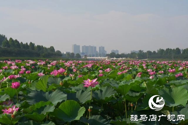 西平縣嫘祖河畔：接天蓮葉無(wú)窮碧