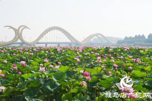 西平縣嫘祖河畔：接天蓮葉無(wú)窮碧