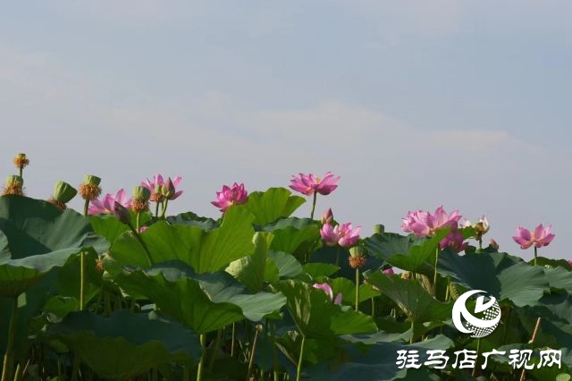 西平縣嫘祖河畔：接天蓮葉無(wú)窮碧