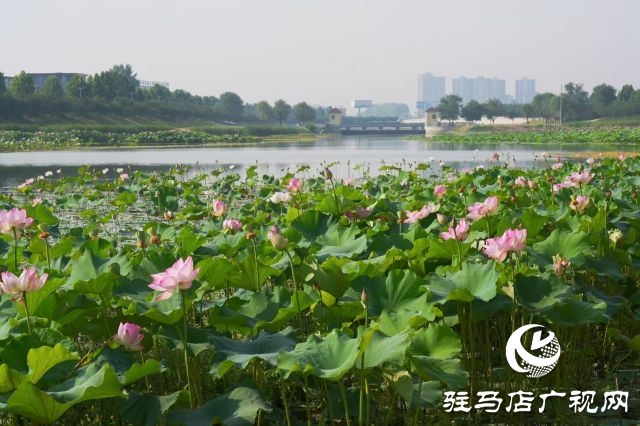 西平縣嫘祖河畔：接天蓮葉無(wú)窮碧