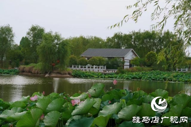西平縣嫘祖河畔：接天蓮葉無(wú)窮碧