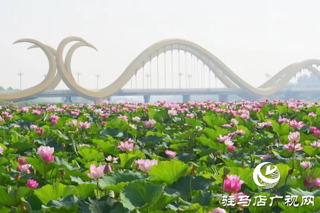 西平縣嫘祖河畔：接天蓮葉無(wú)窮碧