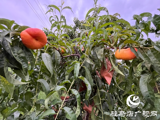 驛城區(qū)胡廟鄉(xiāng)：種下蜜桃樹 助農促振興