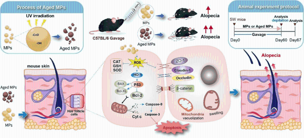 我國學者揭示微塑料可致脫發(fā)