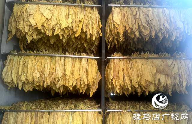 泌陽(yáng)縣郭集鎮(zhèn)：“綠葉”變“金葉” 煙農(nóng)烤煙忙