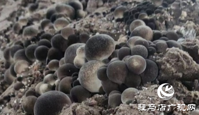 泌陽(yáng)：草菇大田種植成功 菌菇之鄉(xiāng)再添新品種