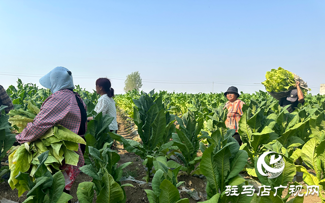 泌陽(yáng)縣郭集鎮(zhèn)：“綠葉”變“金葉” 煙農(nóng)烤煙忙