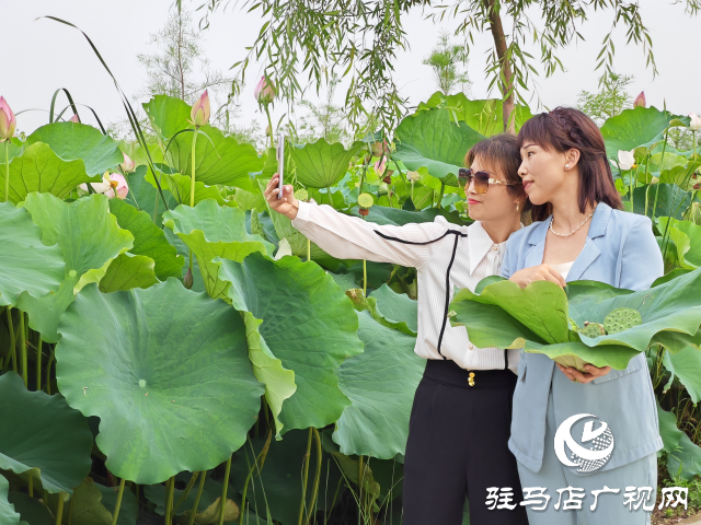 平輿縣楊埠鎮(zhèn)陳凡村:大力發(fā)展“蓮經濟”讓小小蓮子成為鄉(xiāng)村振興的大產業(yè)