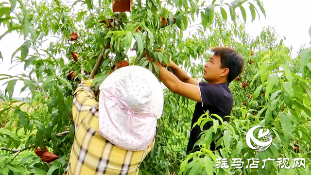正陽縣：“一村一品”特色產業(yè) 助推農業(yè)增效 農民增收