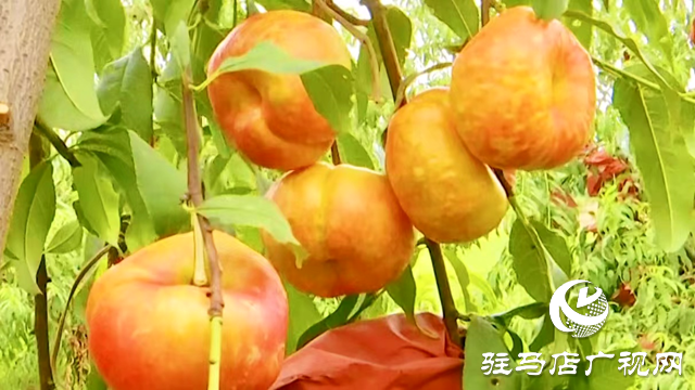 正陽縣：“一村一品”特色產業(yè) 助推農業(yè)增效 農民增收