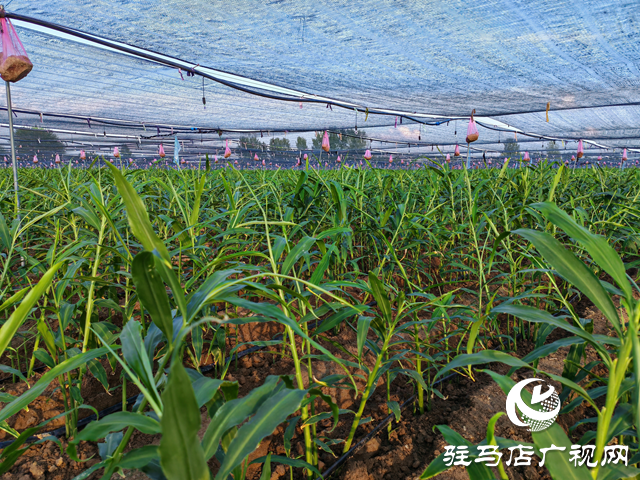 平輿縣廟灣鎮(zhèn)龍王廟村:二千余畝生姜長(zhǎng)勢(shì)較好 村民致富“姜”來可期