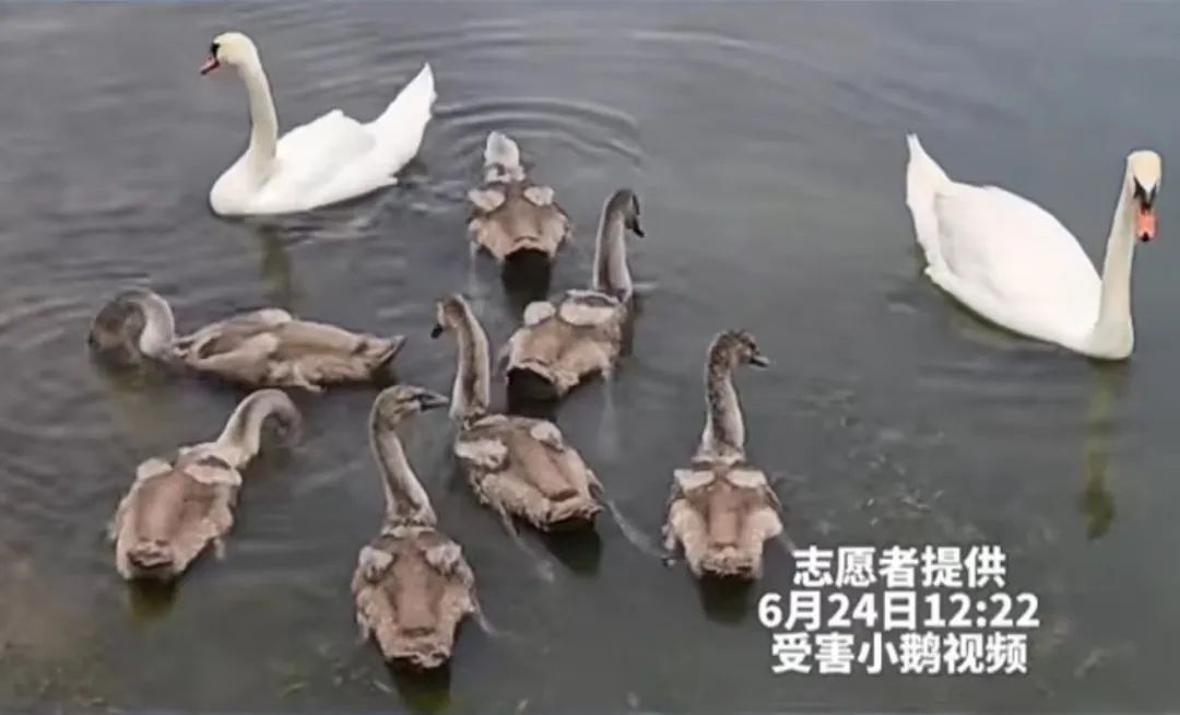 為博女友一笑，砸小天鵝致死！王某洋，被刑拘