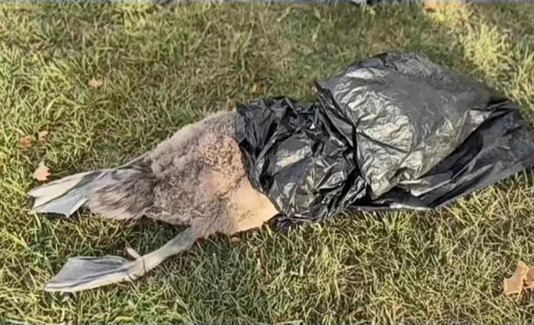 為博女友一笑，砸小天鵝致死！王某洋，被刑拘