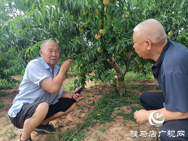 泌陽(yáng)縣董國(guó)安：鄉(xiāng)村振興路上當(dāng)先鋒