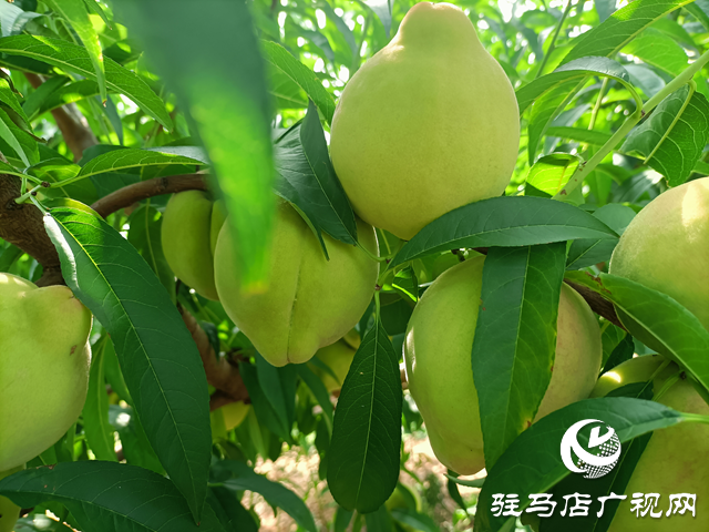 泌陽(yáng)縣董國(guó)安：鄉(xiāng)村振興路上當(dāng)先鋒