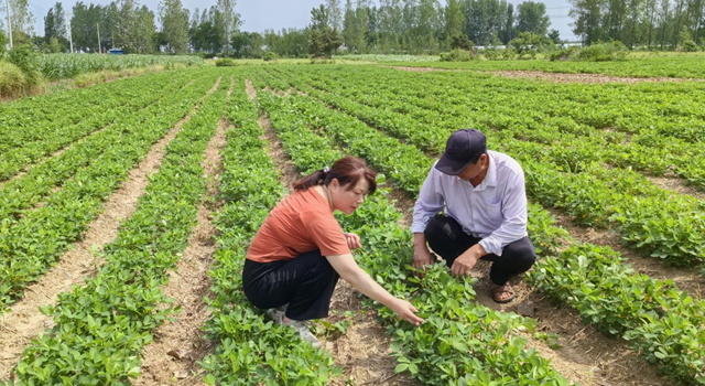 暴雨過后如何防范農(nóng)田內(nèi)澇？農(nóng)業(yè)專家支招