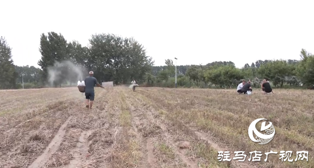 驛城區(qū)諸市鎮(zhèn)魏莊村：專(zhuān)家到田間技術(shù)指導(dǎo) 助力秋作物生產(chǎn)