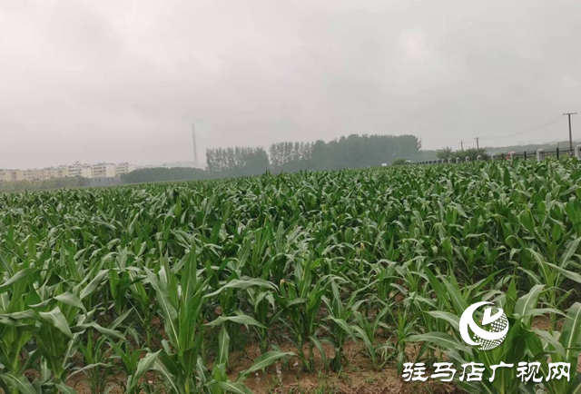 近期駐馬店雨水頻繁 警惕農(nóng)田漬澇風(fēng)險