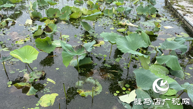 賞荷應(yīng)&ldquo;遠(yuǎn)觀&rdquo; 勸君莫&ldquo;褻玩&rdquo;