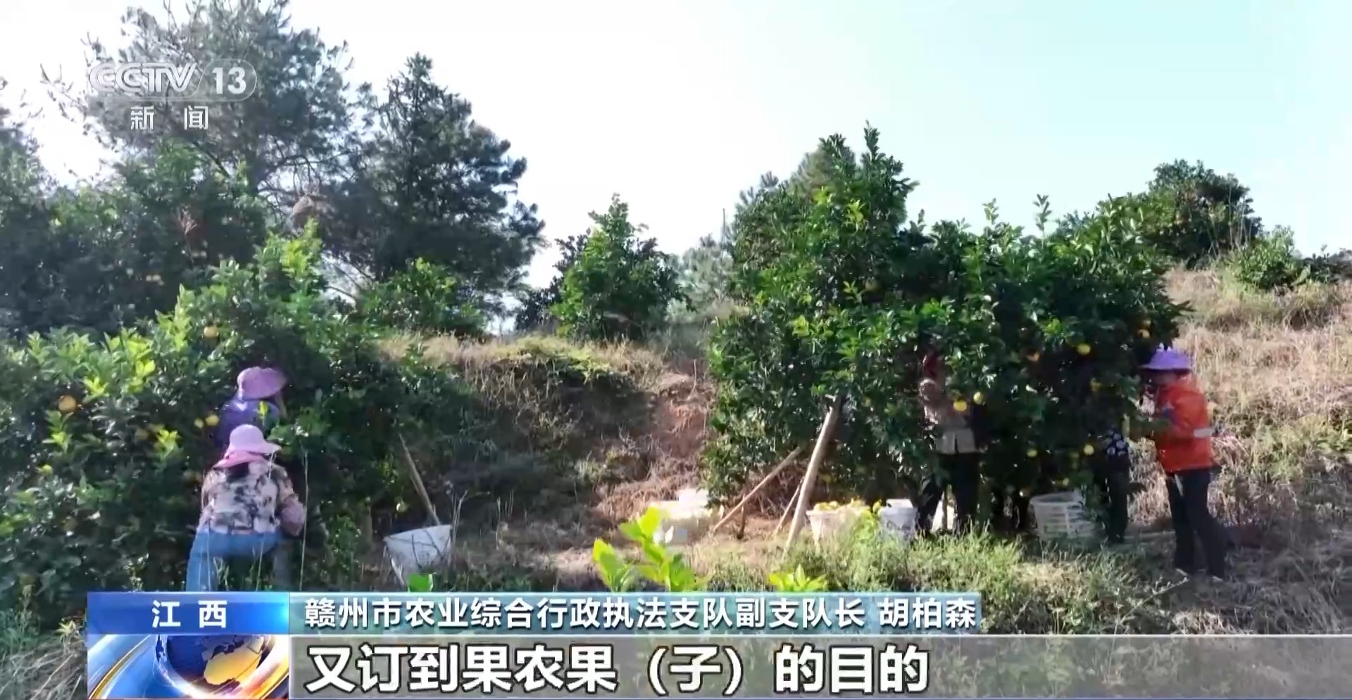 高價(jià)回收是誘餌！警惕以“訂單農(nóng)業(yè)”為名的騙局