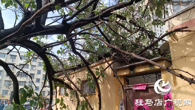 狂風(fēng)刮倒大桐樹 砸壞圍墻電動(dòng)車