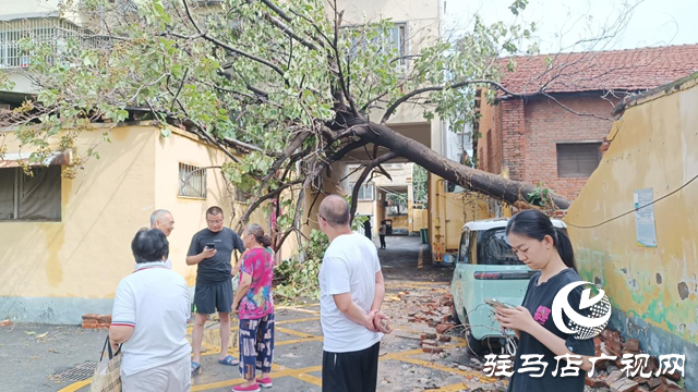 狂風(fēng)刮倒大桐樹 砸壞圍墻電動(dòng)車