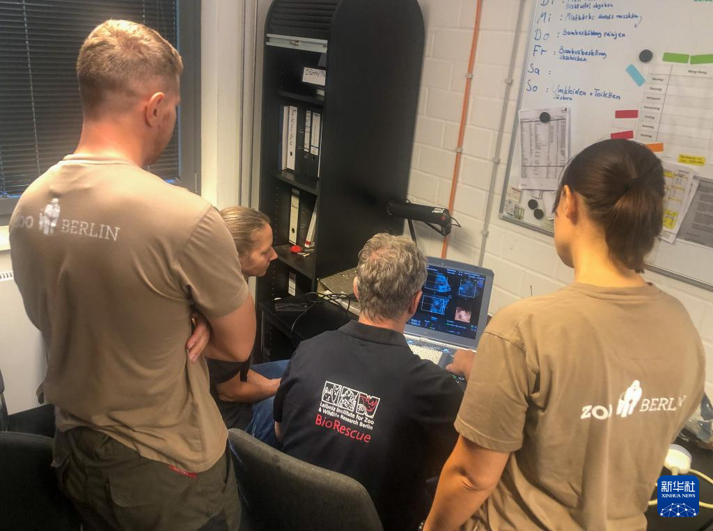 旅德大熊貓“夢(mèng)夢(mèng)”再次懷上雙胞胎