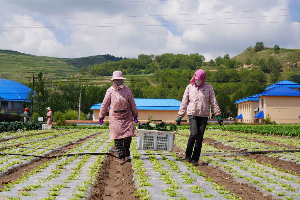 從青藏高原到大灣區(qū):冷涼蔬菜帶動高原鄉(xiāng)村振興