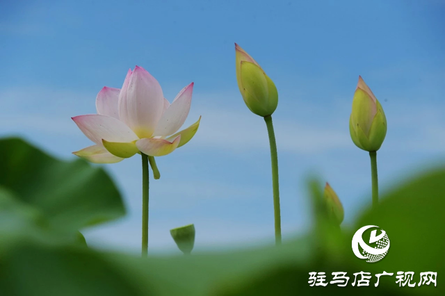 泌陽(yáng)縣漢風(fēng)公園:雨荷美景引人醉