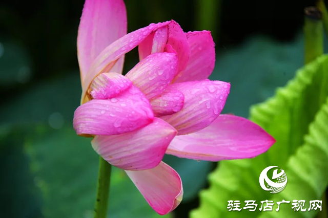 泌陽(yáng)縣漢風(fēng)公園:雨荷美景引人醉