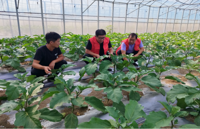 駐馬店：科技特派員服務(wù)團為蔬菜生產(chǎn)“把脈”獻策