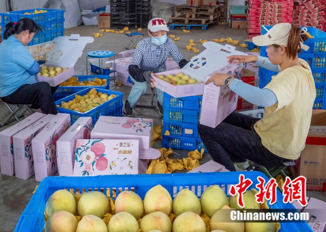 每顆40元，直送迪拜！悟空和土豪最愛，產自這里！