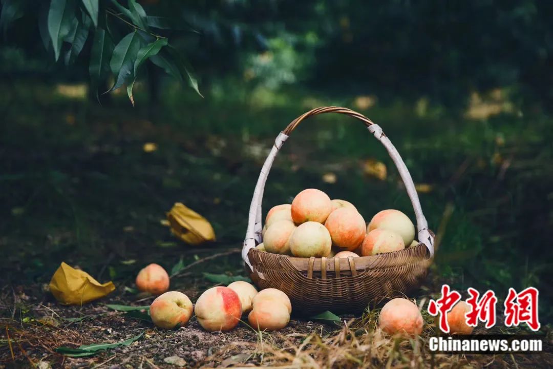 每顆40元，直送迪拜！悟空和土豪最愛，產自這里！